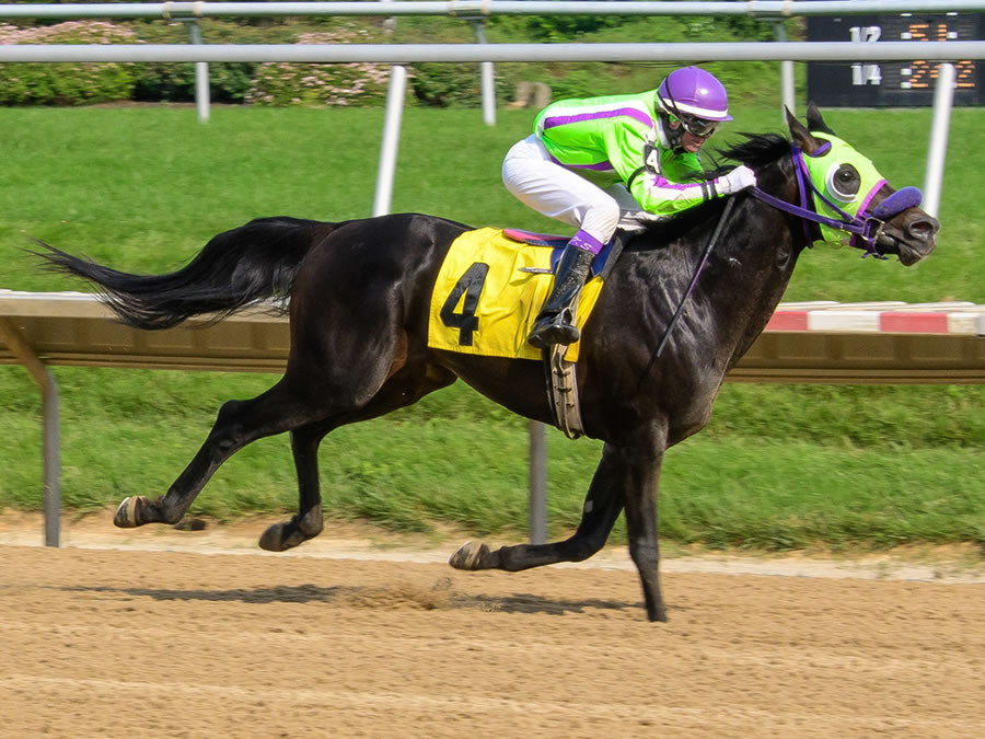 Jimdandy Tothe Reshessq, bred by Cre Run